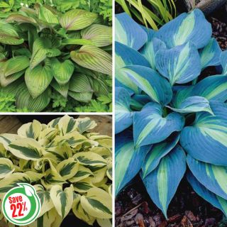 Hosta Collection 2 Thumbnail